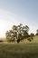 Picture of OAK TREE - 87