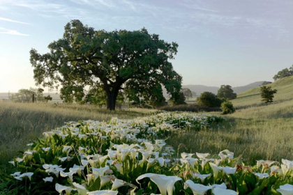 Picture of OAK TREE - 89