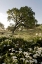 Picture of OAK TREE - 90