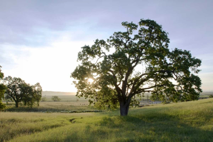 Picture of OAK TREE - 96