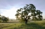 Picture of OAK TREE - 96