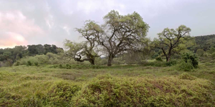 Picture of OAK TREE PANO - 133