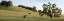 Picture of OAK TREE PANO - 91