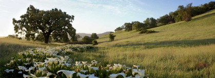 Picture of OAK TREE PANO - 92