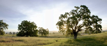 Picture of OAK TREE PANO - 98