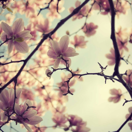 Picture of PINK BLOSSOMS