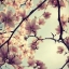 Picture of PINK BLOSSOMS