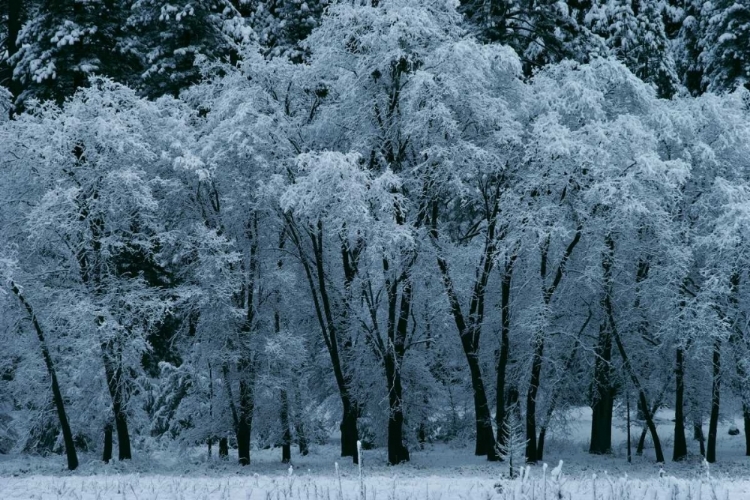 Picture of BLACK OAKS YOSEMITE