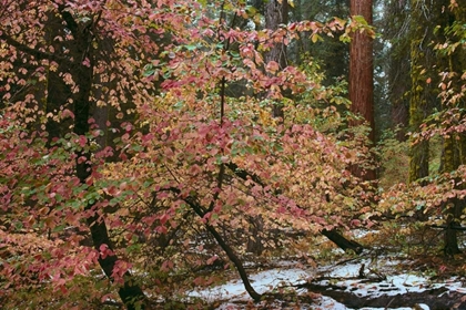 Picture of DOGWOODS AND SEQUOIA