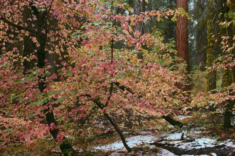 Picture of DOGWOODS AND SEQUOIA