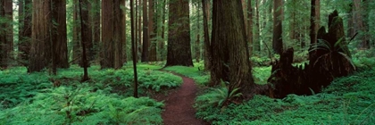 Picture of REDWOODS PATH