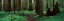 Picture of REDWOODS PATH