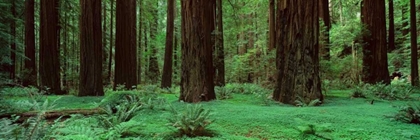 Picture of REDWOODS ROLPH GROVE