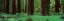 Picture of REDWOODS ROLPH GROVE