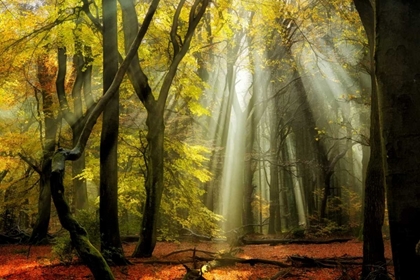 Picture of YELLOW LEAVES RAYS