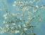 Picture of ALMOND BLOSSOMS 1890