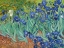 Picture of IRISES 1889