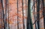Picture of AUTUMN WOODS