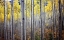 Picture of BIRCH WOODS