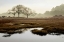 Picture of ISLAND OAK TREES