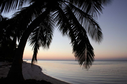 Picture of PALM TREE SUNSET