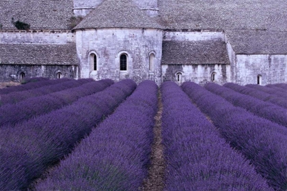 Picture of LAVENDER ABBEY