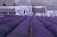 Picture of LAVENDER ABBEY