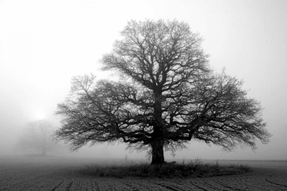 Picture of TREE IN MIST 2