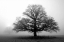 Picture of TREE IN MIST 2