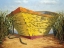 Picture of YELLOW AND ORANGE ROWBOAT
