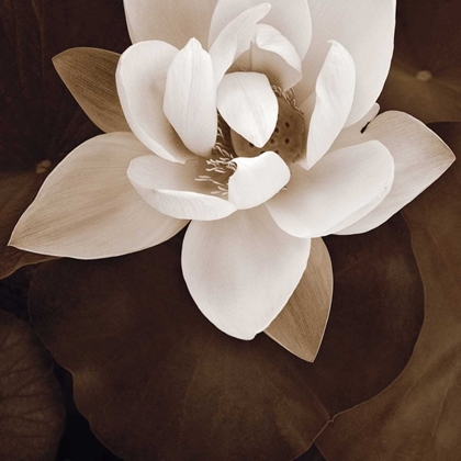 Picture of AMAZON LOTUS