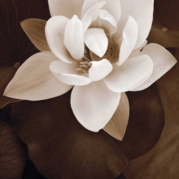 Picture of AMAZON LOTUS