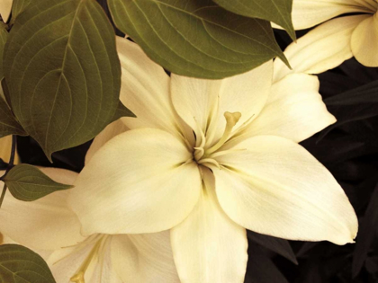 Picture of LILY AND LEAVES