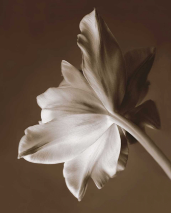 Picture of MOONGLOW TULIP