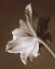 Picture of MOONGLOW TULIP