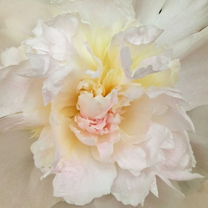 Picture of PAEONIA