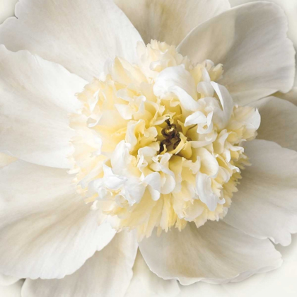 Picture of PEONY PRAISE