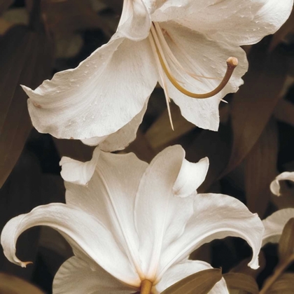 Picture of WHITE LILIES