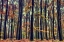 Picture of NATURE'S PALETTE