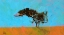 Picture of DESERT TREE