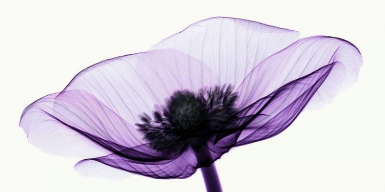 Picture of ANEMONE II