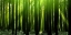 Picture of GREEN WOODS 3