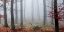 Picture of MISTY WOODS