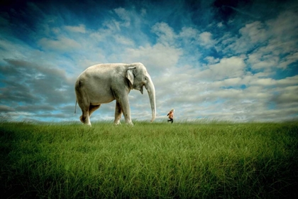 Picture of ELEPHANT FOLLOW ME