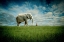 Picture of ELEPHANT FOLLOW ME