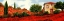 Picture of I PAPAVERI SULLE COLLINE