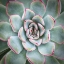 Picture of EDGED IN RED