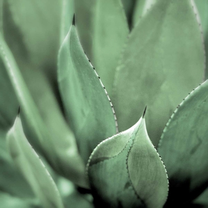 Picture of AGAVE #4