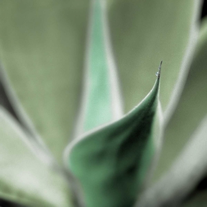 Picture of AGAVE #5