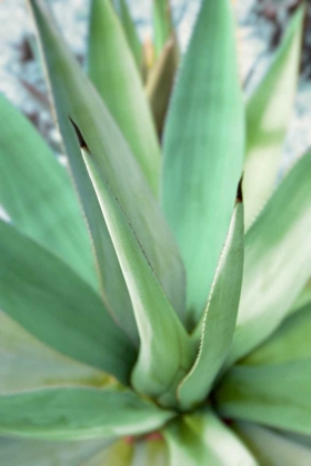 Picture of AGAVE SUCCULENT #1